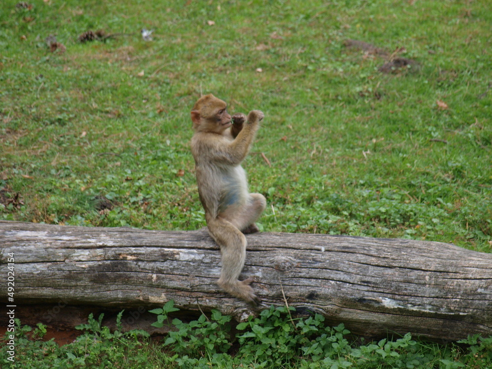Pawian - małpa gra na fujarce. - obrazy, fototapety, plakaty 