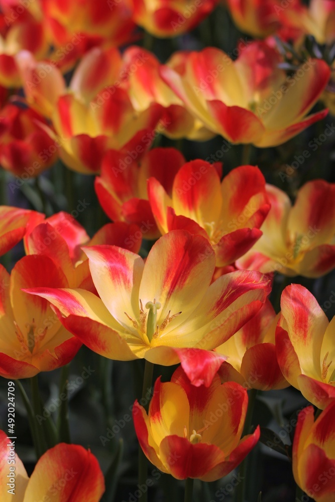 red and yellow flowers red and yellow flowers