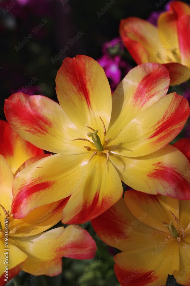 Obraz premium yellow and pink flower