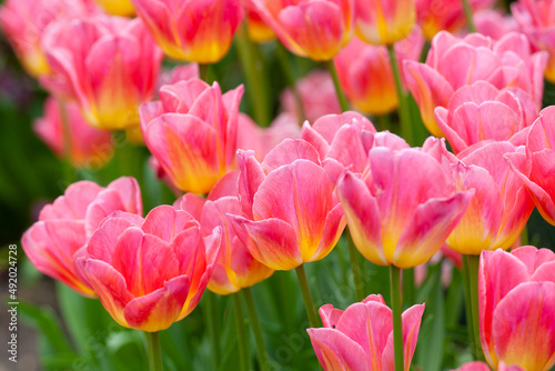 Pink tulips welcome spring