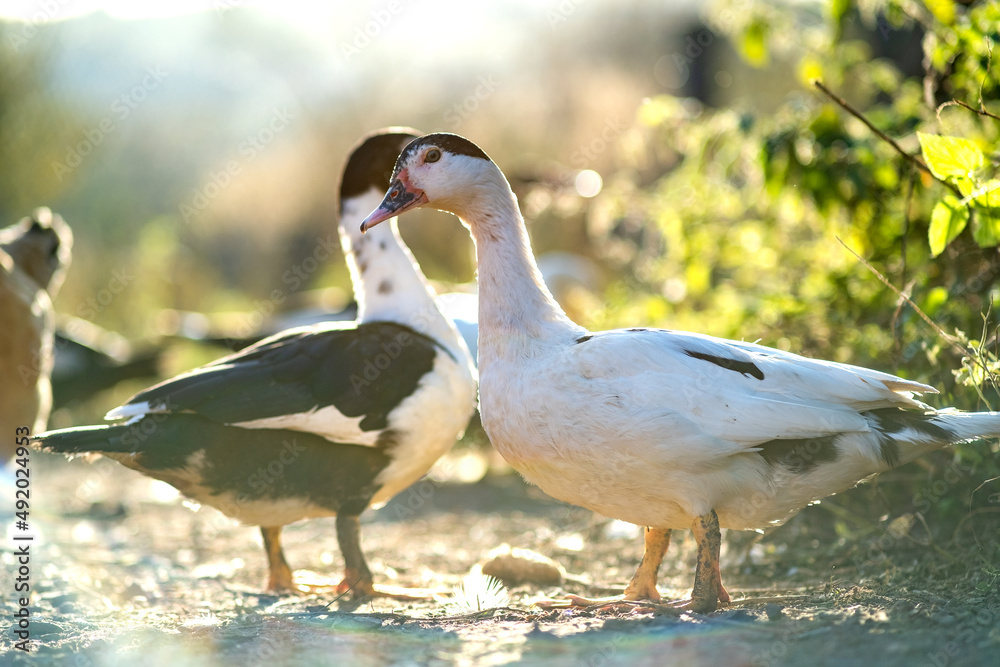 Obraz premium Ducks feed on traditional rural barnyard. Detail of a duck head. Close up of waterbird standing on barn yard. Free range poultry farming concept.