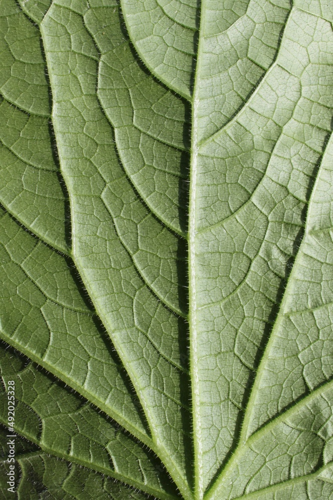 Green leaf with veins close up Green leaf with veins close up