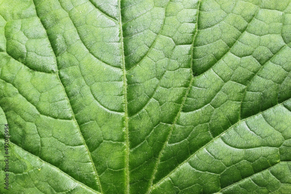 Green leaf with veins close up Green leaf with veins close up