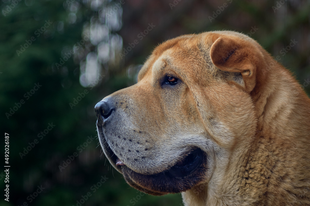 Outdoor portrait of a chow dog Outdoor portrait of a chow dog