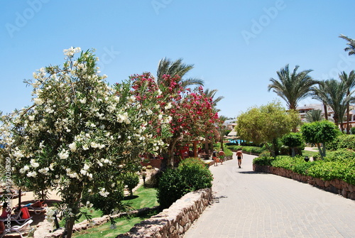 The territory of the hotel in Sharm el-Sheikh