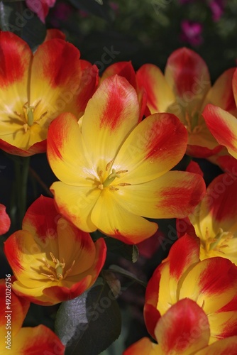 red and yellow flowers