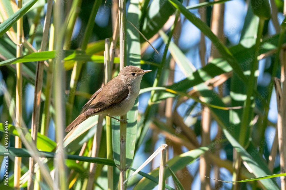 Naklejka premium Teichrohrsänger