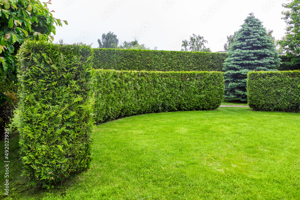crescent of thuja hedge in a garden with a meadow of green turf lawn spring backyard landscape with copy space on the park, nobody.
