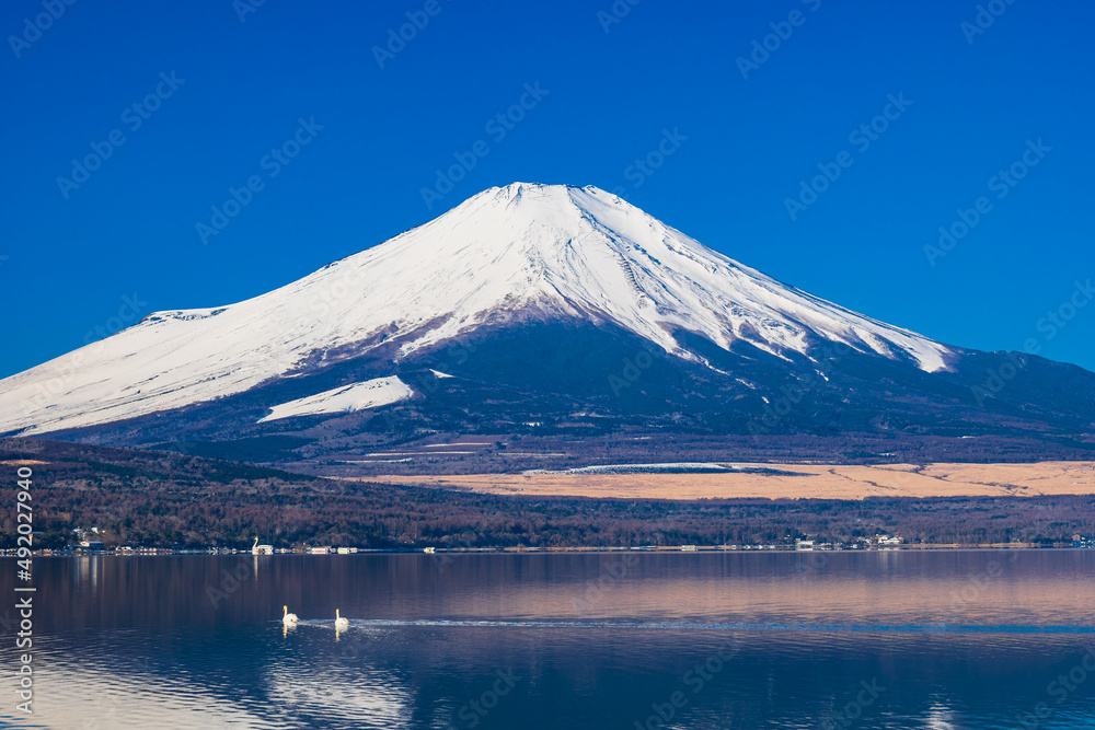 逆さ富士と白鳥　山中湖