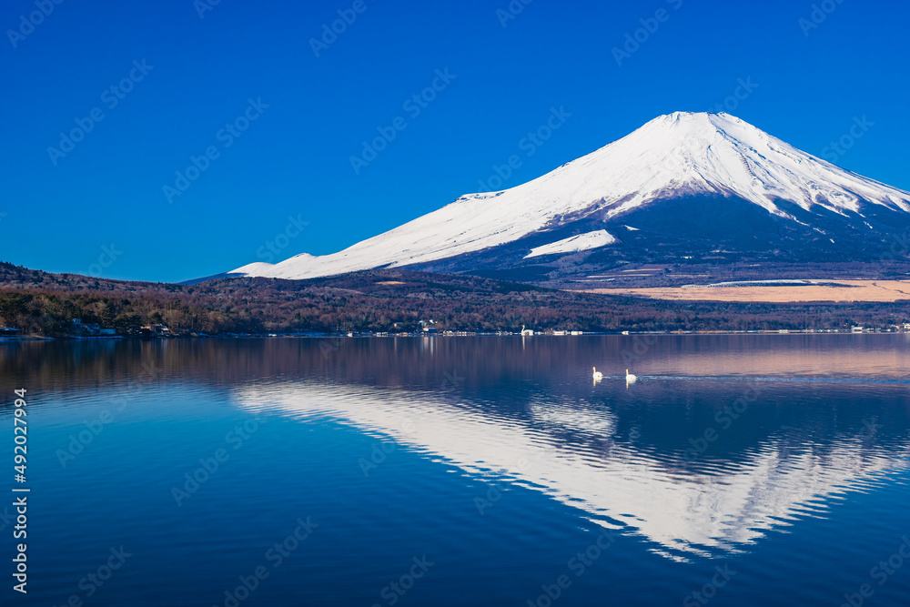 逆さ富士と白鳥 山中湖 逆さ富士と白鳥 山中湖