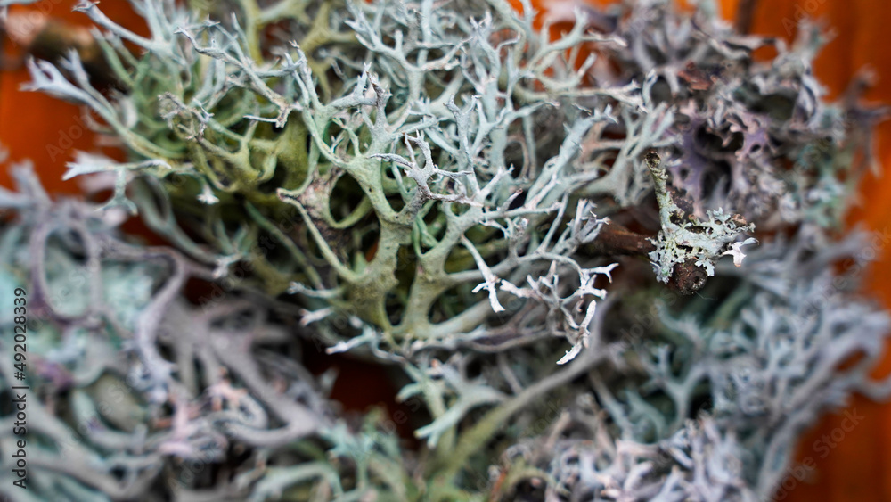 Macro shot of Icelandic moss. bright natural green texture Macro shot of Icelandic moss. bright natural green texture