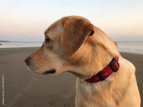 Labrodor retriever on the beach photo