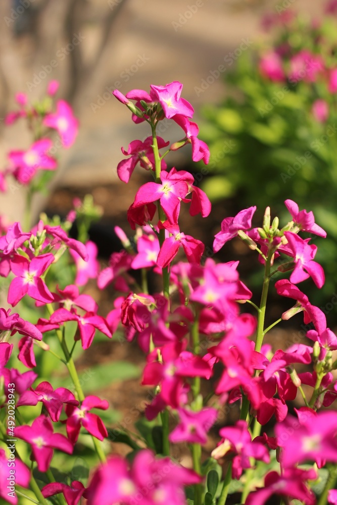 pink flowers in the garden pink flowers in the garden