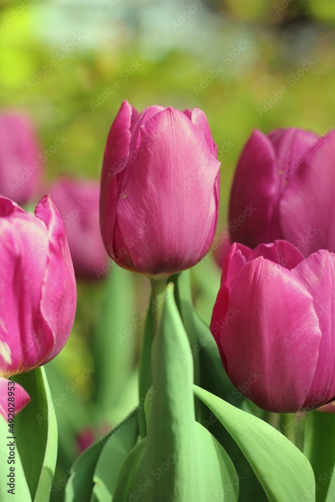 Fototapeta premium tulips in the garden