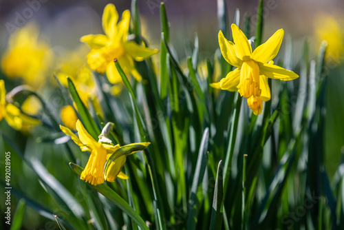 Fototapeta Naklejka Na Ścianę i Meble -  Blooming bulb of a Daffodil or Narcissus flower against announcing the spring season and the end of winter with a bride yellow colour and a bokeh background.
