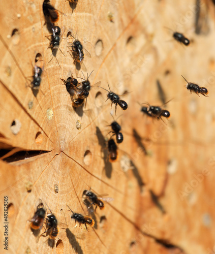 Mason bees at their homemade nest © Mathias Pabst