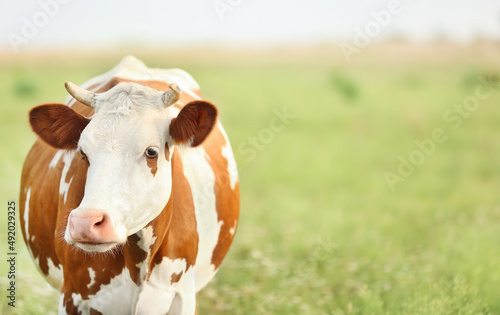 Canvastavla Brindled cow grazing on green pasture