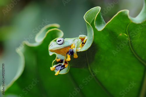 Fototapeta Naklejka Na Ścianę i Meble -  tree frog on a leaf, tree frog, frog, flying frog,