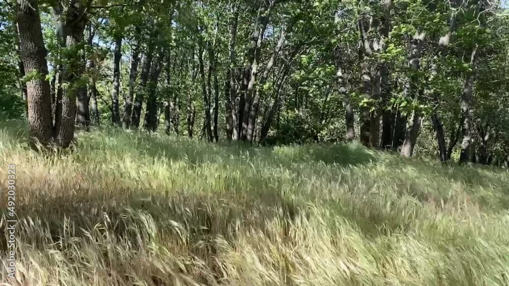high winds blowing through tall grass and trees with sunlight and shadows