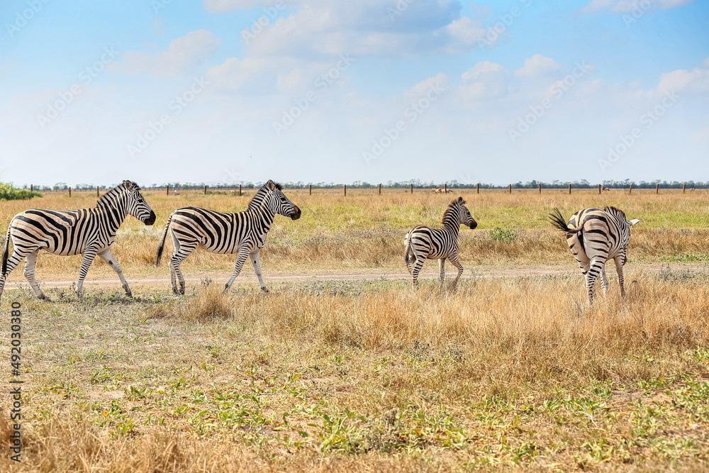 Naklejka premium Beautiful zebras in wildlife sanctuary