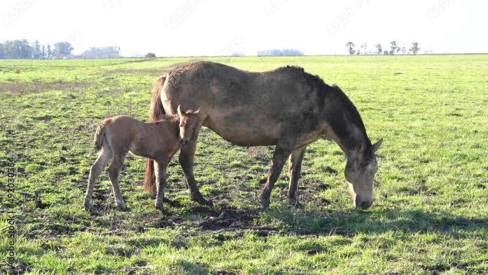 Horse and Foal. Horse Stud and her beautiful foal on a field Horse and Foal. Horse Stud and her beautiful foal on a field