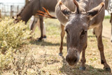 Grey donkey in wildlife sanctuary