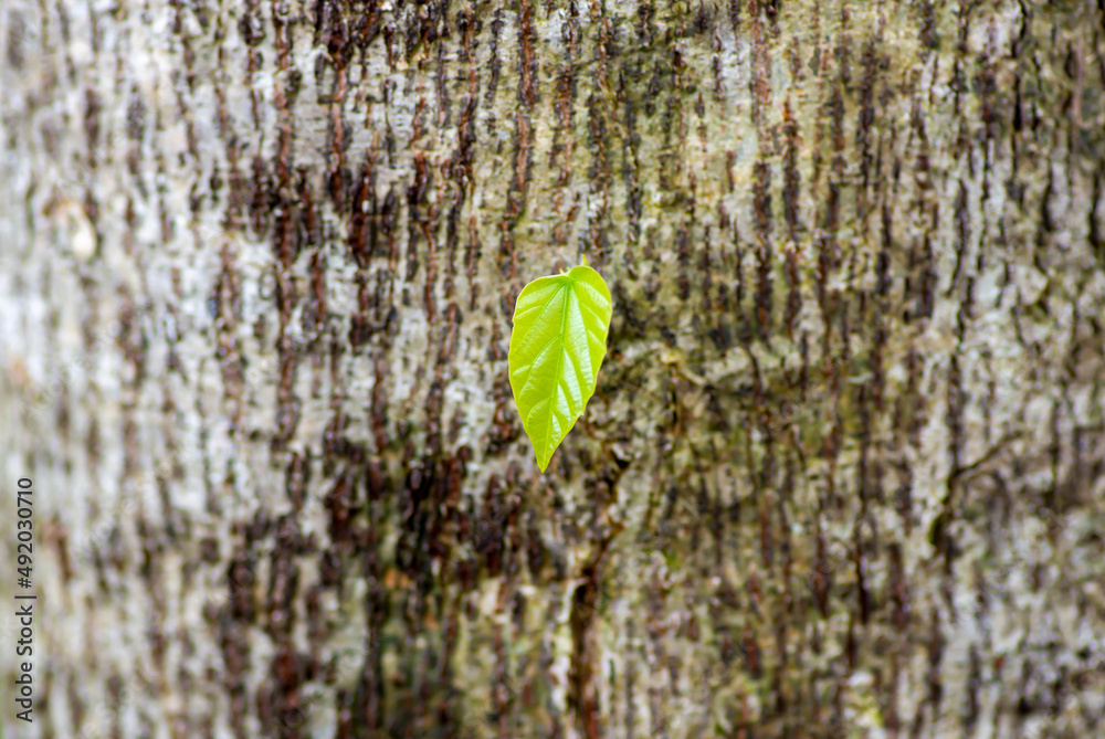 A Tahongai, guest tree (Kleinhovia hospita), known as Timoho, Katimaha (Indonesia) young leaf, shallow focus