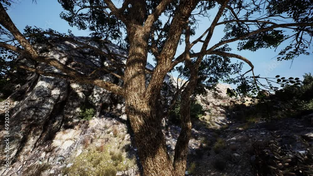 lonely tree on a top mountain in the evening lonely tree on a top mountain in the evening
