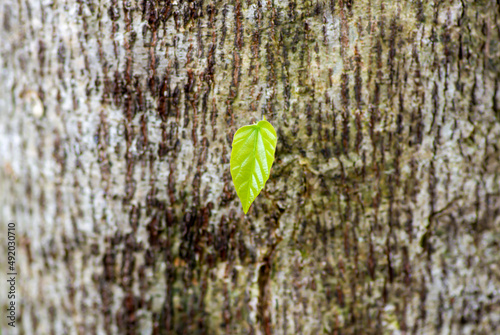 A Tahongai, guest tree (Kleinhovia hospita), known as Timoho, Katimaha (Indonesia) young leaf, shallow focus photo