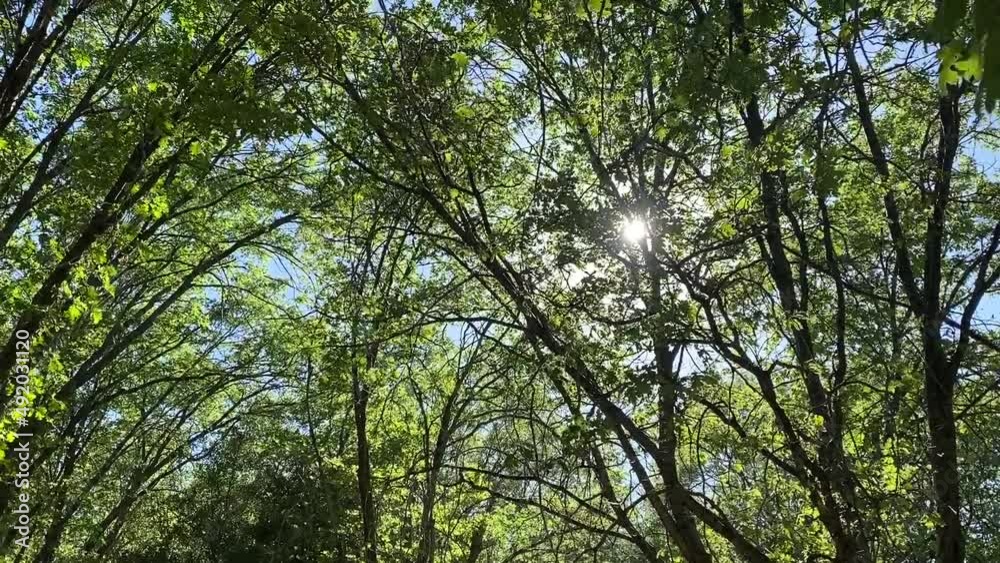 slow moving breeze through a sunny group of forest trees with sun flairs and shadows slow moving breeze through a sunny group of forest trees with sun flairs and shadows