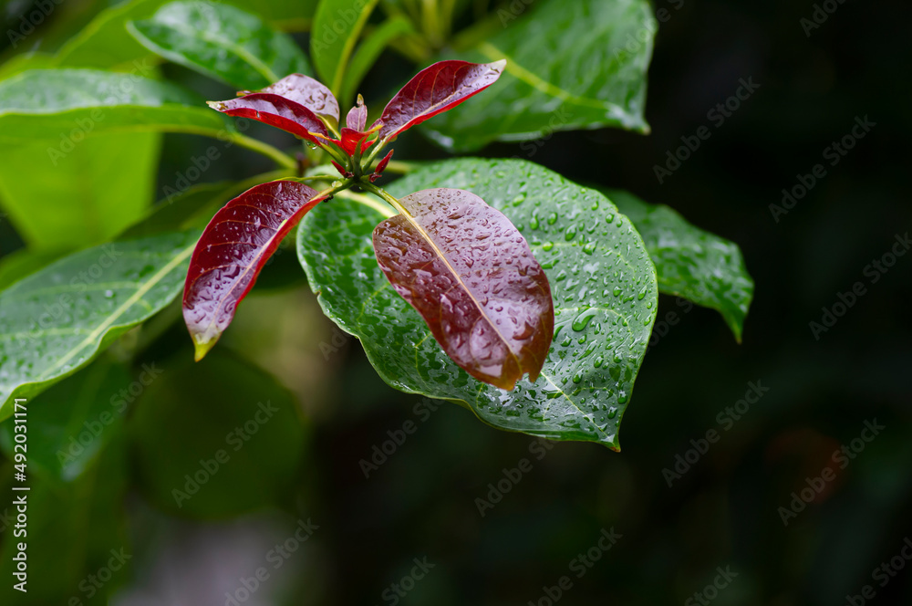 Joho plant (Terminalia bellirica) young leaves known as Bahera or Beleric, green plant with ith a strong offensive smell flowers