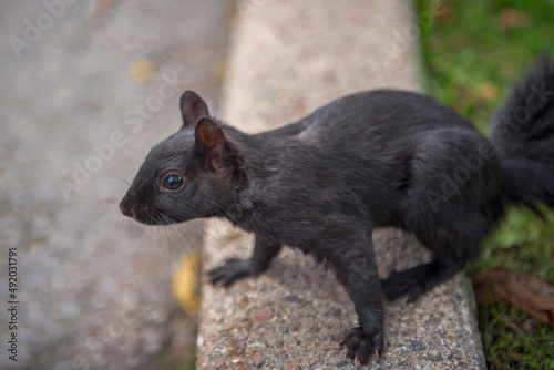 black squirrel Ottawa  © bogdan643