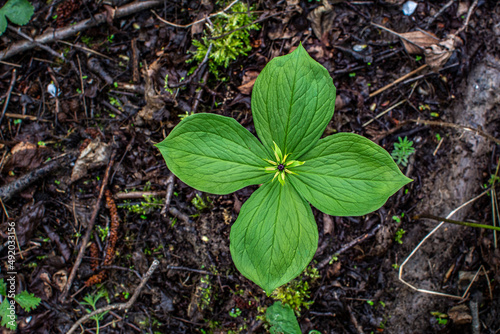 Pile of herb paris true lovers knot in nature