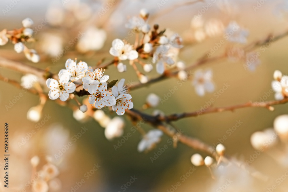 Blooming flowers on branch of European 'Prunus domestica' fruit tree Blooming flowers on branch of European 'Prunus domestica' fruit tree