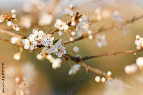 Blooming flowers on branch of European 'Prunus domestica' fruit tree