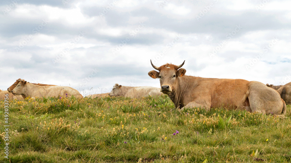 A lying cows in a mountain pasture during the summer A lying cows in a mountain pasture during the summer