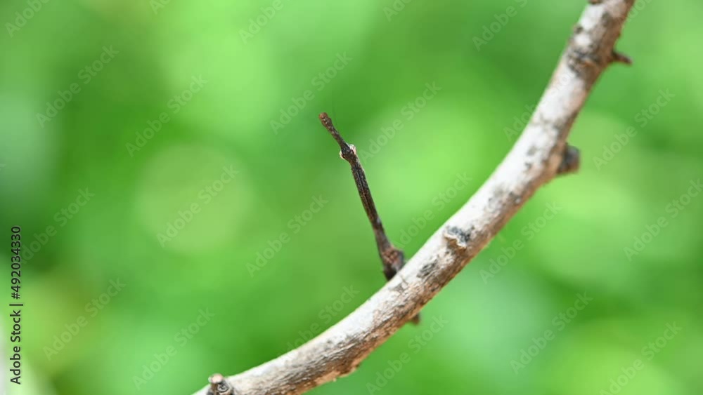 Looking at the camera then looks down suddenly pretending to be part of the twig, Praying Mantis, Phyllothelys sp. Looking at the camera then looks down suddenly pretending to be part of the twig, Praying Mantis, Phyllothelys sp.