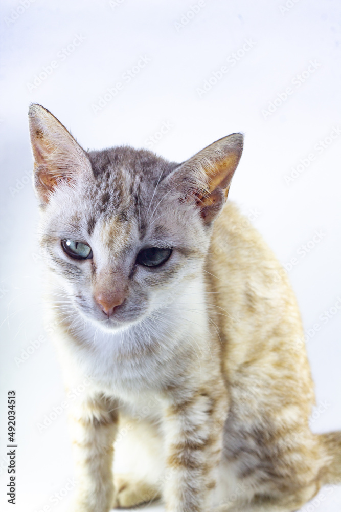 gray striped cat is sitting with sad eyes and a listless face on an isolated white background.  domestic cat behavior.