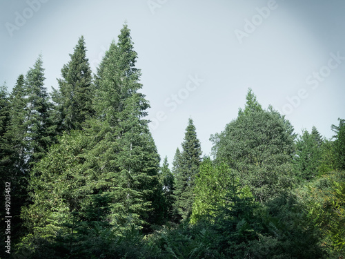 fog mist tall forest pine tree evergreen trees misty mountain top forest foggy nature background