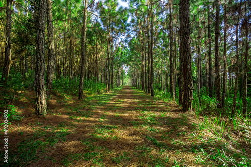 Pine forest in summer at Phu Kradueng National Park  Thailand
