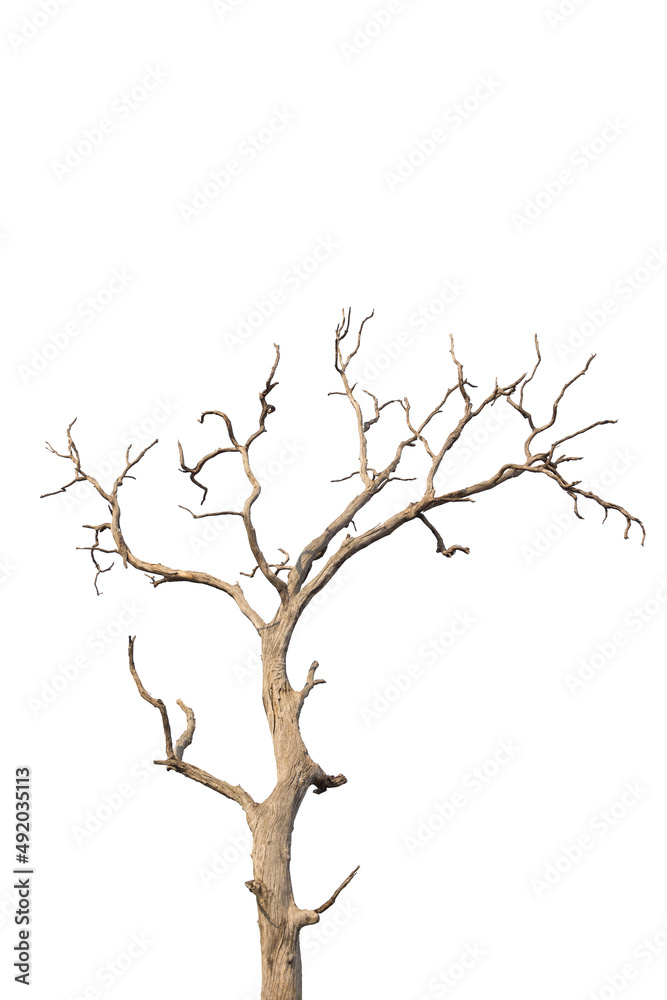 Dead and dry tree on white background Dead and dry tree on white background