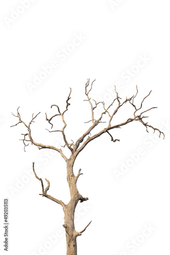 Dead and dry tree on white background