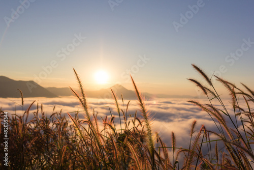 The flower of the grass on morning day