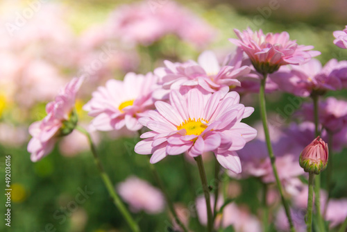 Beautiful chrysanthemum flower in little garden © anupan001