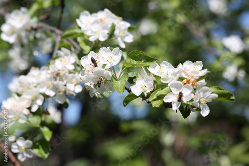blooming apple tree with bees