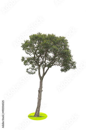 Isolated tree on white background
