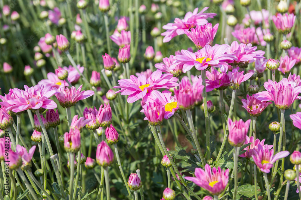 Beautiful pink chrysanthemum flower background