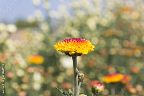 Select focus, Beautiful chrysanthemum flower background