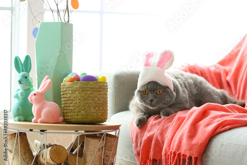 Cute Scottish Fold cat in b...