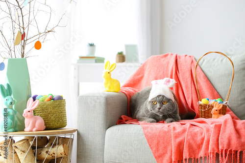 Cute Scottish Fold cat in b...